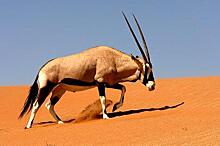 Учёные из Саудовской Аравии возвращают в дикую природу антилоп-ориксов