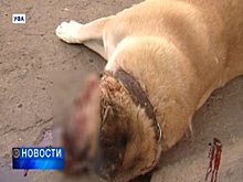 В Уфе неизвестные прямо во дворе частного дома застрелили собаку