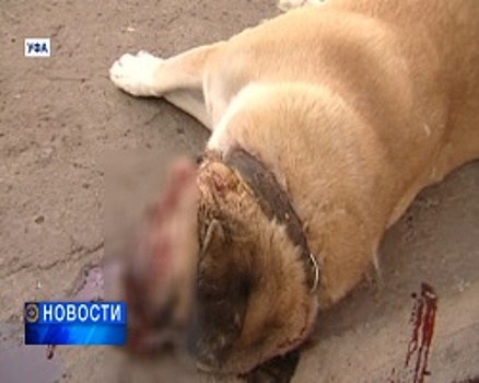 В Уфе неизвестные прямо во дворе частного дома застрелили собаку