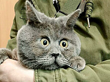 Кот с постоянно удивленным лицом стал звездой соцсетей