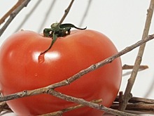 Минсельхоз направил в кабмин предложения по импорту томатов из Турции