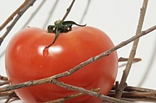 Минсельхоз направил в кабмин предложения по импорту томатов из Турции