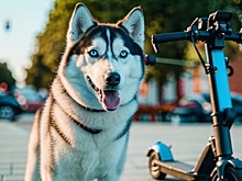 Новосибирске собака породы хаска покусала ребенка, ехавшего на самокате