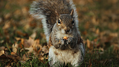 Чем кормить белок и можно ли заразиться от них бешенством