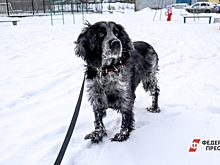 «Никто платить не будет»: почему налог на собак обречен на провал