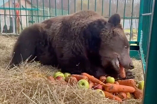 На Селигере спасли медведицу и медвежонка с притравочной станции