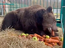 На Селигере спасли медведицу и медвежонка с притравочной станции