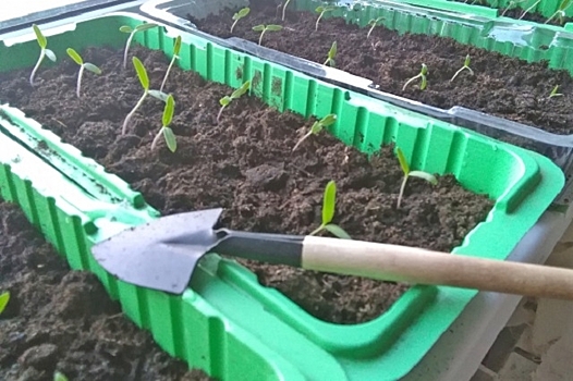 Эксперт рассказал, стоит ли добавлять в почву мясо-костную муку