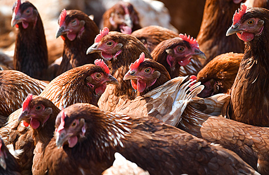 Национальный союз птицеводов сообщил о подорожании тушки цыплят-бройлеров