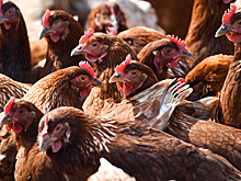 Национальный союз птицеводов сообщил о подорожании тушки цыплят-бройлеров
