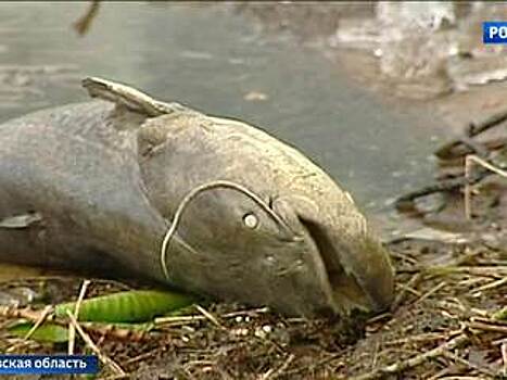 Росрыболовство: Мор рыбы в Химкинском водохранилище не связан с выбросом вредных веществ