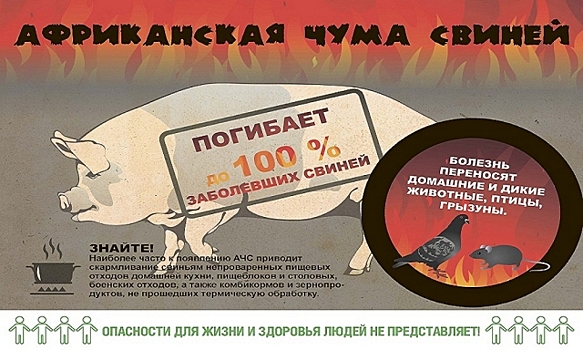 В Калужской области зарегистрировано 12 очагов африканской чумы свиней