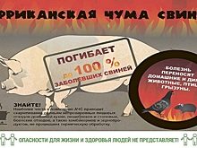 В Калужской области зарегистрировано 12 очагов африканской чумы свиней
