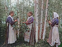 «Деревья-вампиры»: каких растений избегали русские