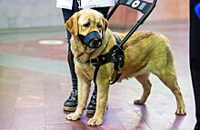 Около 60 собак-поводырей зарегистрировано в государственной ветеринарной службе Москвы