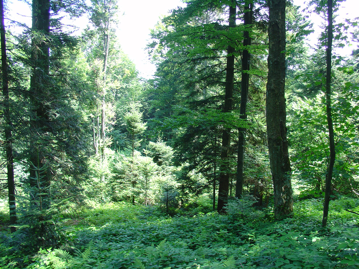 Парк Медведница, Хорватия, Европа