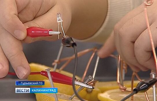 «Электрический лимон»: в Калининградской области впервые прошёл чемпионат по нейротехнологии