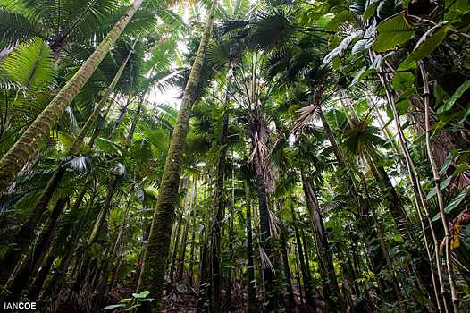 Где находится самый большой в мире тропический лес