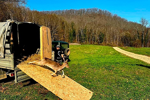 На Кубани выпустили в заказник дюжину ланей европейской породы