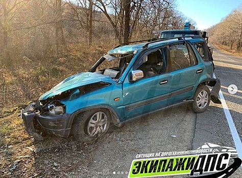 Жёсткое ДТП в Приморье: большая птица врезалась в лобовое стекло иномарки