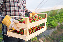 Посевные площади ягод и картофеля могут сократить из-за недостатка рабочей силы