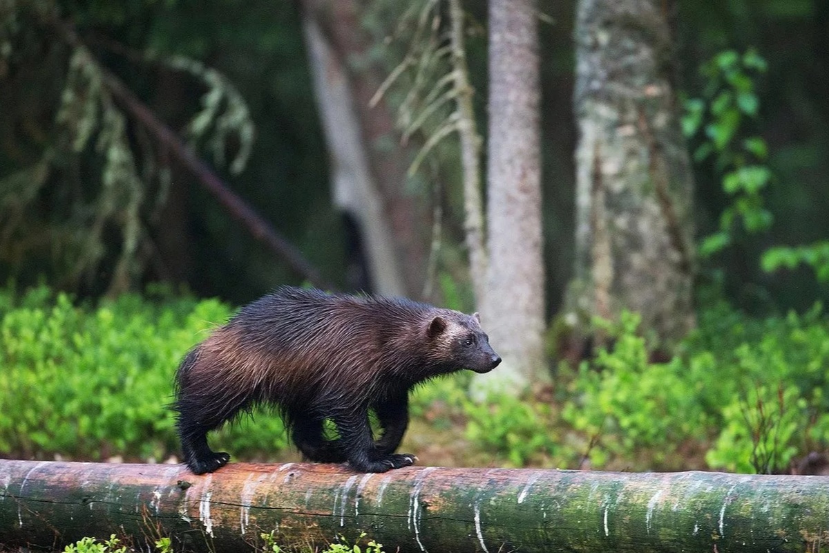 Защитой редких животных и растений в Петербурге займется специальная комиссия