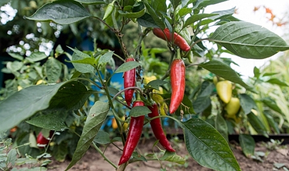 Диетолог рассказала, какой продукт разгонит метаболизм