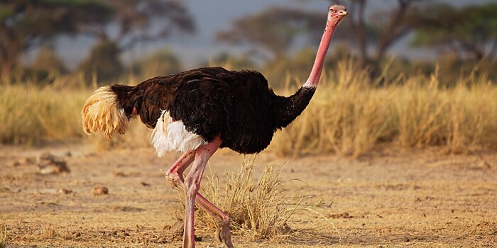 Туркменистан планирует экспортировать страусов