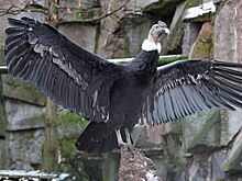 В зоопарке поселились крупнейшие крылатые хищники