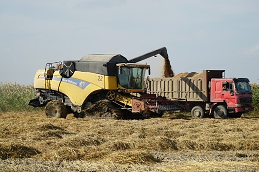 В Дагестане собрали рекордный за последние 32 года урожай риса