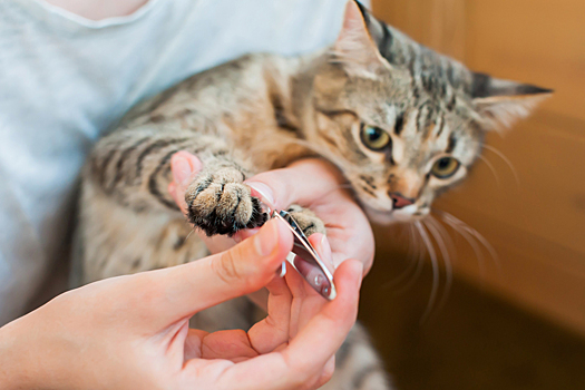 Как стричь когти кошке правильно: пошаговая инструкция по стрижке когтей