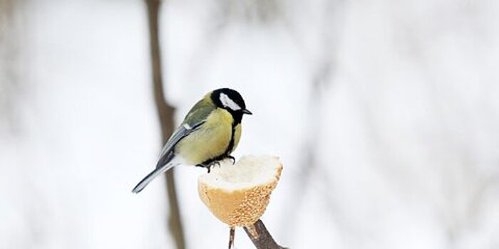 Ученый опроверг опасность бесснежной зимы для птиц