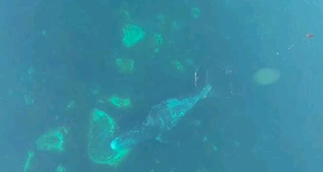 Ученые сняли на видео, как кит чешет спину о камни