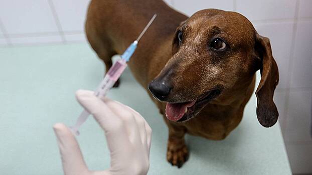 Идут на нарушение закона: ветеринарам РФ нечем лечить животных