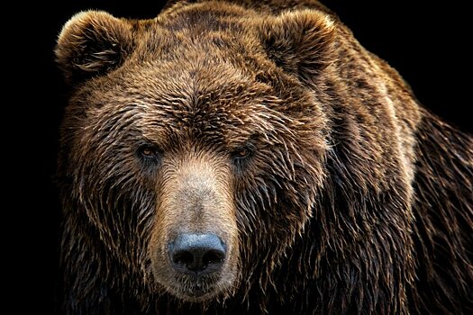 Принца Лихтенштейна обвинили в убийстве самого большого в Румынии медведя