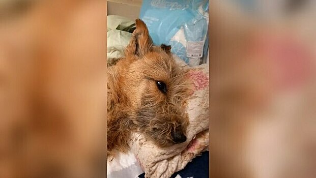 «Умирал с тоской в глазах»: в Калининграде брошенный хозяевами пёс отказался от еды и погиб от истощения