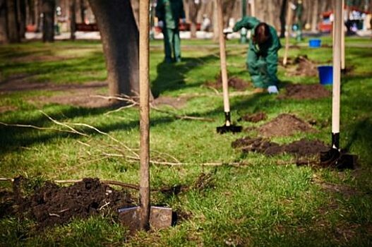 В Орле посадили более 3 000 молодых деревьев