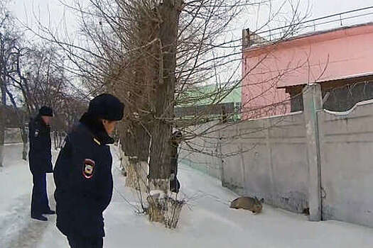 В Омске полицейские спасли раненую косулю