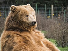 «Уральские авиалинии» рассказали, как путешествовал медведь Кира