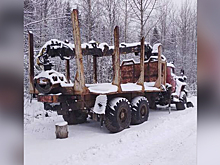 Работник пилорамы предстанет перед судом в Пермском крае за незаконную рубку деревьев на 4 млн рублей