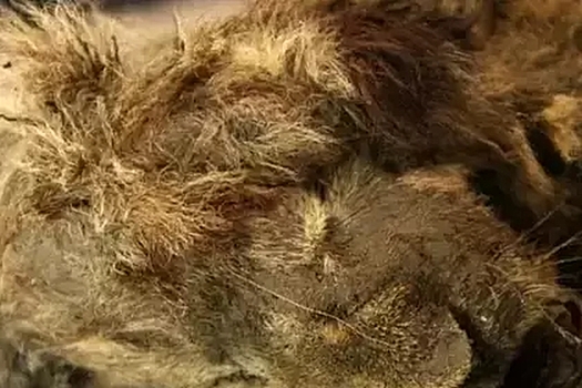 Ученые обнаружили в Якутии двух пещерных львят