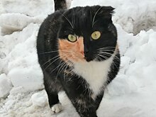 В Касимове заметили удивительного кота
