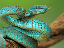 ИИ помог в разработке мощных противоядий от змеиного яда