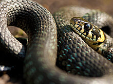 В США водитель во время движения обнаружил на лобовом стекле машины змею