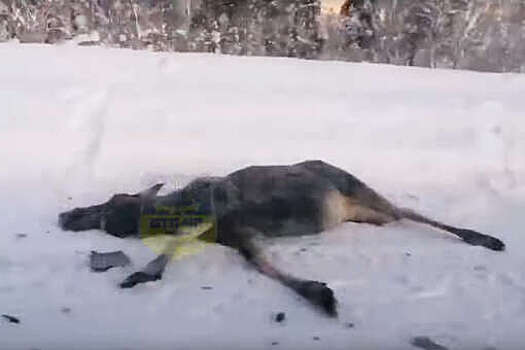 Три автомобиля сбили одного лося в Мурманской области