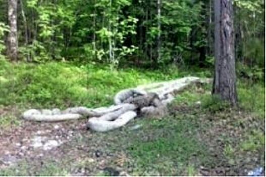 В Сургутском районе мужчина принял боновые заграждения за гигантских змей