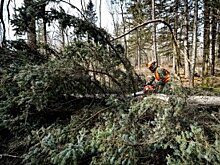 Глава Рослесхоза подал в отставку из-за смены места работы