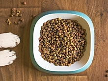 Мнимый дефицит кормов напугал зоомагазины — Россельхознадзор говорил не об этом