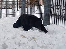 Семья медведей проснулась в единственном сельском зоопарке России