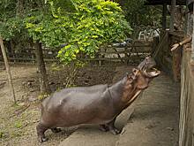 Власти Колумбии начнут уничтожать «кокаиновых» бегемотов Пабло Эскобара